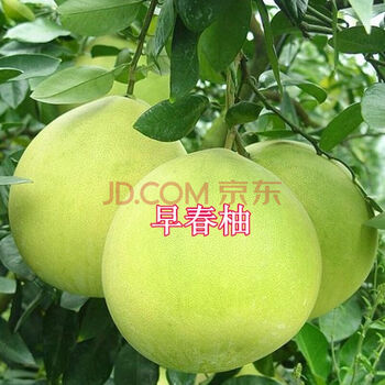 唯友 Weiyou 基地直销柚子苗嫁接苗果树苗红心柚子树苗盆栽地栽果树苗红心柚南方北方早春柚1年苗 图片价格品牌报价 京东 唯友 Weiyou 基地直销柚子苗嫁接苗果树苗红心柚子树苗盆栽地栽果树苗红心柚南方北方早春柚1年苗 图片价格品牌报价 京东