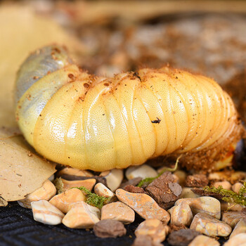 独角仙成虫宠物 独角仙活体 甲虫活体 新手饲养手册 幼虫1公 1母