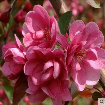 海棠苗 室内盆栽海棠花苗 盆景花卉植物 琥珀