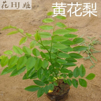 花姬小叶紫檀树苗沉香苗印度小叶紫檀小苗菩提树苗金丝楠木苗绿化苗木辣木苗3年苗黄花梨苗 30厘米5棵 图片价格品牌报价 京东