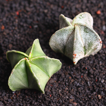 多肉植物鸾凤玉室内盆栽花卉绿植五角星多肉银沙琉璃五角鸾凤玉一对