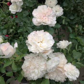 欧洲藤本月季花苗 小白龙 爬藤四季开花庭院盆栽多花蔷薇月季大花 小