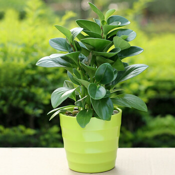 左漫源 绿植盆栽 室内盆栽花卉植物青叶碧玉又叫豆瓣绿翡翠椒草小家