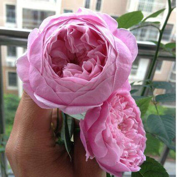 藤本花爬藤月季多季开花(带原土营养钵发货) 自由精神 2年苗_ 1折现价