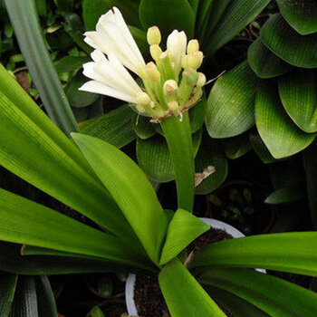 春之语 君子兰观赏盆栽实物拍摄绿植防辐射吸甲醛花卉盆景桌面绿植