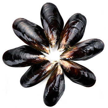 【活鲜】gfresh 大连鲜活海虹 500g 1份 海鲜水产