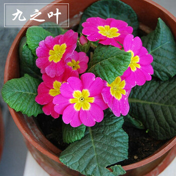 四季花卉盆栽花卉种子 欧洲报春花 花草种子 四季樱草种子 100粒 深粉