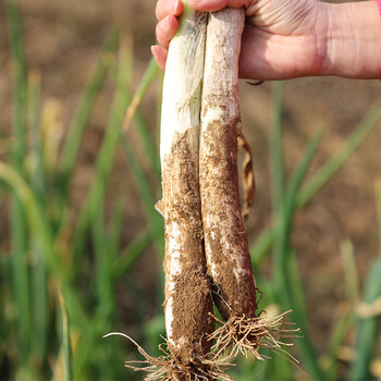 【闻度鲜】自种大葱 切段大葱白 新鲜净蔬菜 净大葱白  1斤