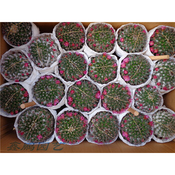 毛象仙人球 带刺开花仙人球 桌面窗台办公桌防辐射仙人球