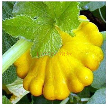 好韵 蔬果种子金飞碟瓜齿缘南瓜 葫芦