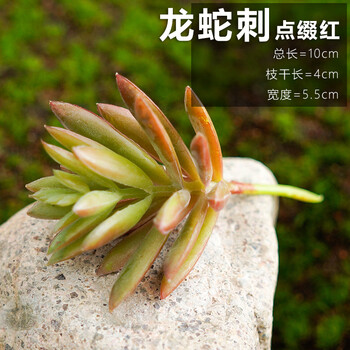 芒小萌龙蛇刺迷你小肉肉假花多肉植物塑料小花装饰花小花盆点缀花