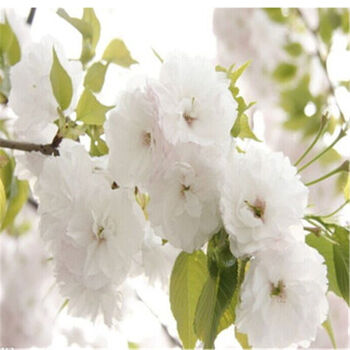 基地直销 樱花苗 樱花树苗工程绿化苗木 庭院景观树 日本樱花 白雪樱