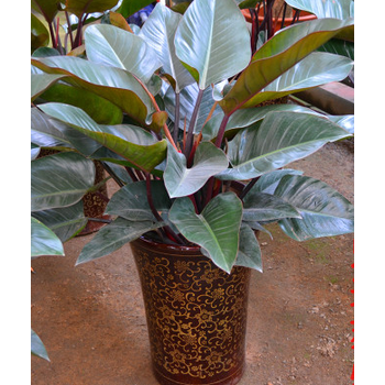 大叶红钻宝石 金钻蔓绿绒吸甲醛 净化空气 绿植盆栽室内高档花卉 红钻