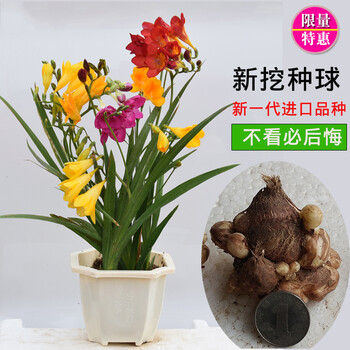 曼巧 Manq 百合花种球盆栽室内庭院花卉绿植马蹄莲水仙花郁金香风信子种球30粒开口碗莲种子香雪兰种球3棵 图片价格
