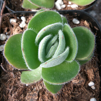 月晕景天科青锁龙属防辐射绿植盆栽多肉植物 浅绿色 不含盆