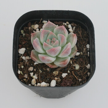 阿尔巴佳人多肉植物办公室绿植花卉 阿尔巴比缇 多肉 单头3-4cm 随机