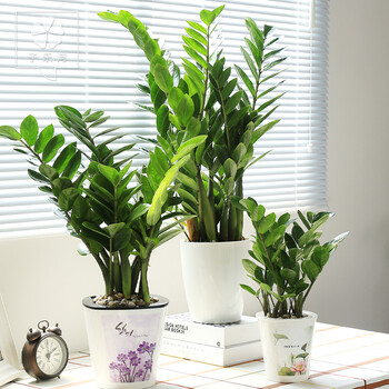 一枝绿金钱树招财树盆栽植物室内客厅绿植摇钱树办公室盆栽花卉 新