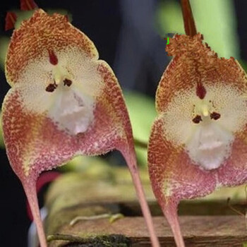 猴面蘭花盆栽花卉蘭花苗大花蕙蘭 蟬蘭 虎頭蘭當年開花大花惠蘭 qw 草