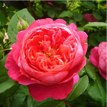 盆栽藤本月季爬藤多花蔷薇花苗 本杰明