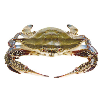 【活鲜】盈品客 青岛鲜活梭子蟹 500g 2-3只 海螃蟹 大梭子蟹2只