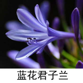 轩林美(xuanlinmei) 蝶品轩 香远花邺 萌肉居 万象 阿克苏河 醉花枝