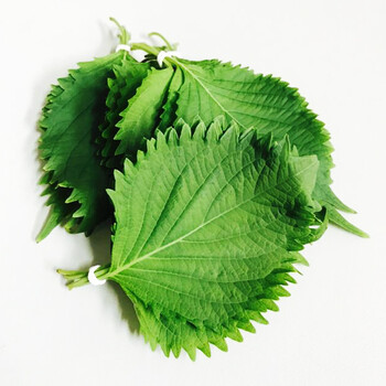 新鲜苏子叶 韩国烤肉店绿苏叶 紫苏