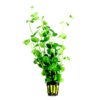 水族箱鱼缸造景水草草缸造景 青苹果 中后景鱼缸水草 青苹果杯 送水草