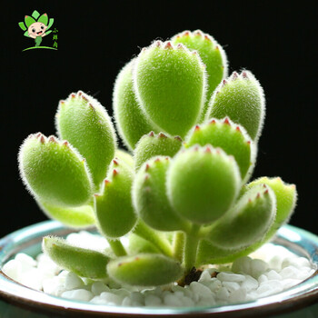 小鲜肉 多肉植物熊童子赠送陶瓷花盆群生多肉植物肉肉植物盆栽绿熊小熊 图片价格品牌报价 京东