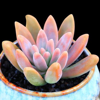 多肉多肉植物新品区办公室多肉组合植物盆栽花卉duorou 秋丽 图片价格品牌报价 京东