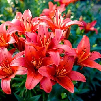 香水百合花苗室内外盆栽成品大苗带花苞原盆原土发货四季开花植物浓香