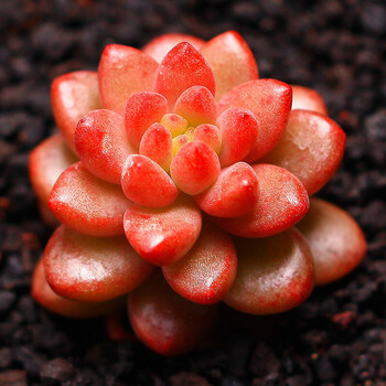 多肉植物 多肉组合盆栽绿植花卉办公创意植物 赤豆