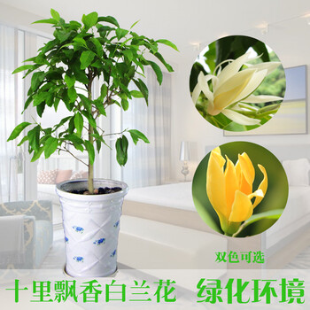 浓香花卉花苗盆栽白兰苗缅桂花黄兰室内植物盆栽君子兰蝴蝶兰黄兰4年苗 特价推荐 图片价格品牌报价 京东