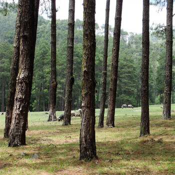 云南松种子林木苗木种子绿化园林 100g