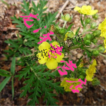 散装委陵菜种子 翻白草 蛤蟆草 四季天青地白 白头翁种子 一斤_现价-1