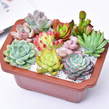 小鲜肉 多肉植物组合盆栽肉肉新手套装室内随机10棵多肉 含盆带土盆子随机发货 图片价格品牌报价 京东