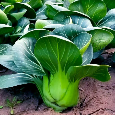 寿禾黑叶矮脚苏州青种子青菜农家青梗蔬菜种籽上海青大全黑大头黑