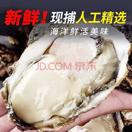 青梢乳山精品生蚝鲜活特大牡蛎 山东地标产品 新鲜海蛎子 乳山...