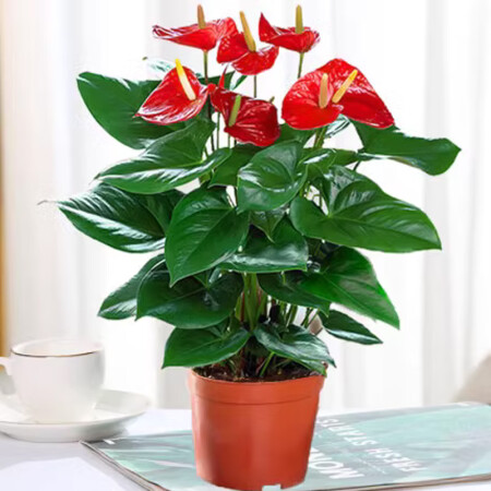 爱你一万年水培红掌白掌盆栽一帆风顺花卉植物室内好养绿植鸿运当...