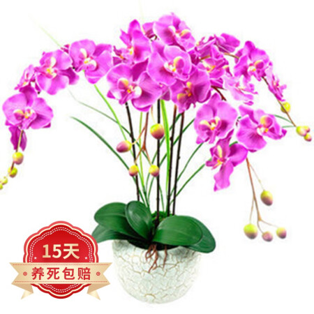 欧悟 蝴蝶兰花苗盆栽室内观花植物桌面阳台年宵花卉四季开花绿植...