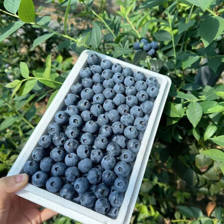 活卿客新鲜蓝莓 酸甜口感新鲜水果  孕妇宝宝可食用 拍2份合...