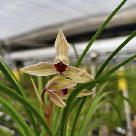莲瓣兰永怀素素冠荷鼎秋冬带花苞浓香型室内阳台客厅高档兰花二红素1