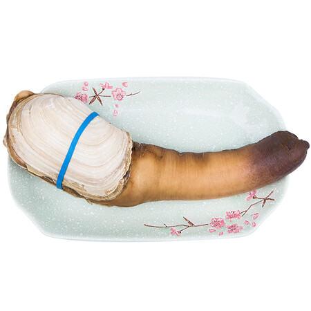 皇港世家 加拿大进口鲜活象拔蚌 800-1000g 1只 盒装