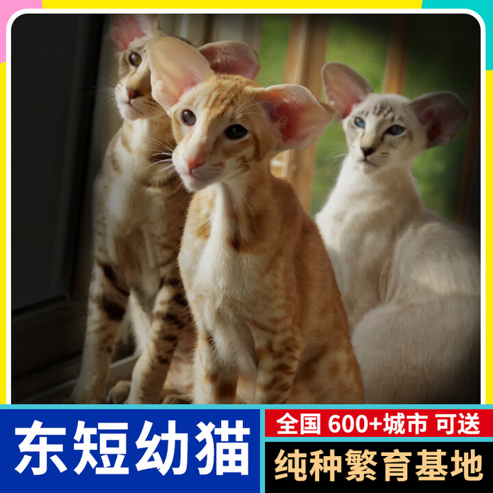 纯种 东方短毛猫血统纯东短活体幼崽小奶猫咪健康活物宠物猫 宠物级 更多东短猫-联系客服【图片 价格 品牌 报价】-京东