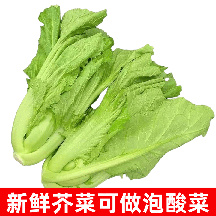 新鲜蔬菜包芯芥菜青菜苦菜贵州现摘盖菜大叶做酸菜腌菜用 新鲜芥菜现