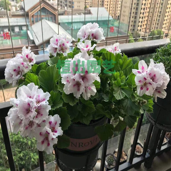 采缇天竺葵花盆栽大花苗重瓣花卉庭院阳台四季开花不断盆栽 王族