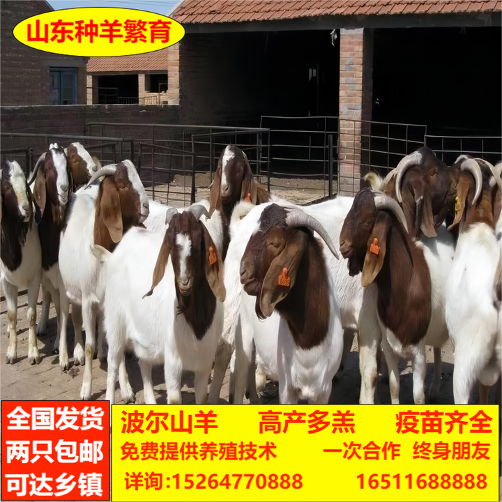 纯种波尔山羊活体波尔山羊怀孕母羊羊活体山羊活体纯种公羊小羊羔 5个月龄种公羊 疫苗做全【图片 价格 品牌 报价】-京东
