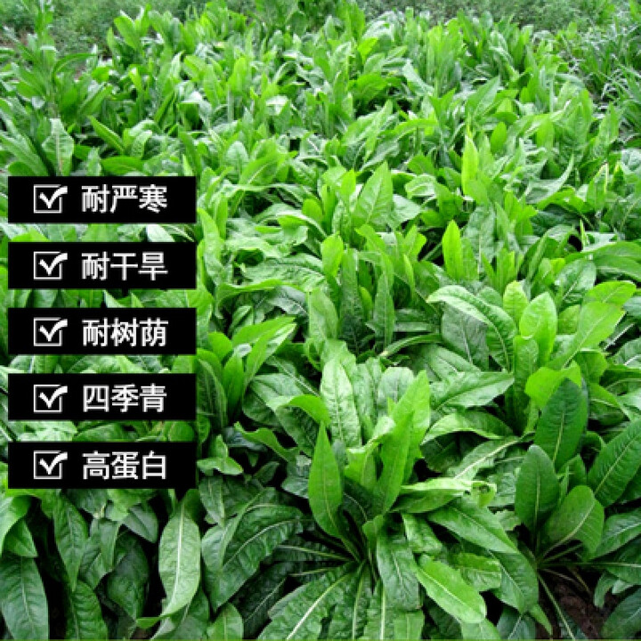 四季牧草种子多年生牧草黑麦草大叶晚熟杂交王草种籽牛羊驴猪鱼兔