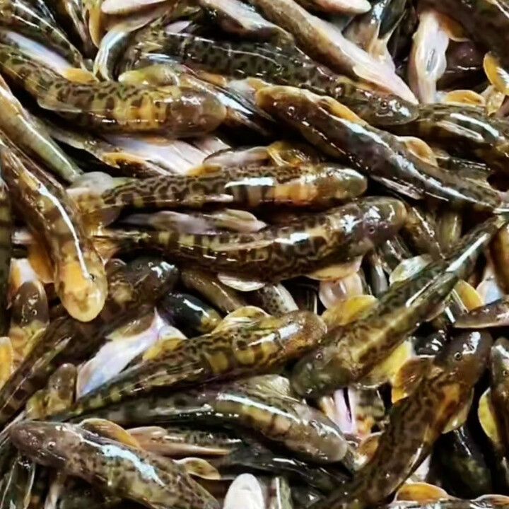 够印广西桂林爬石鱼新鲜石斑鱼小溪马尾鱼山坑溪哥鱼生鲜石巴子鱼 1kg