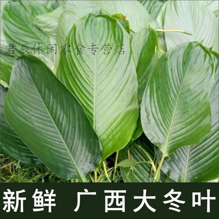 大柊叶 广西粽子叶新鲜大宽叶家用冬叶端午节包粽子木叶 20张中叶[宽约13-20CM]【图片 价格 品牌 报价】-京东