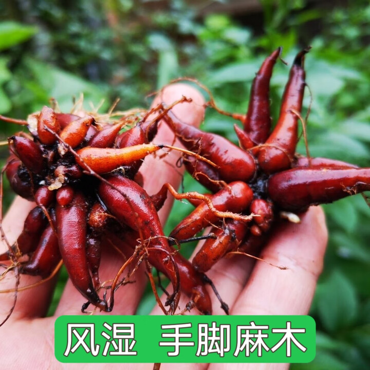 贵州野生中草药新鲜红活麻根中药材红禾麻小红麻红火麻500克 新鲜红活麻根 500g*1袋【图片 价格 品牌 报价】-京东